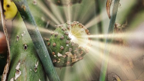 Close-up of succulent plant