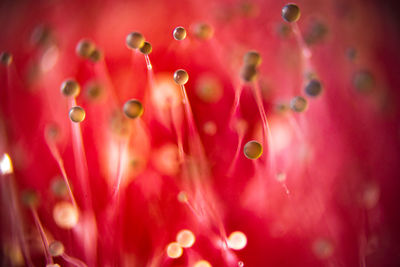 Full frame shot of pink water lily