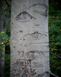 Close-up of tree trunk in forest