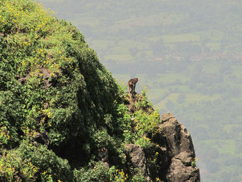 View of rocks in sea