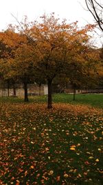 View of yellow flowers on tree during autumn