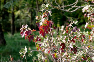 Close-up of flowers blooming on tree