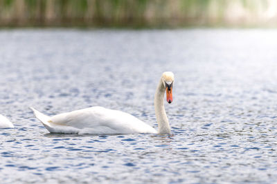 Swan swimming in lake