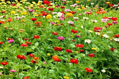 Close-up of red poppy flowers in field