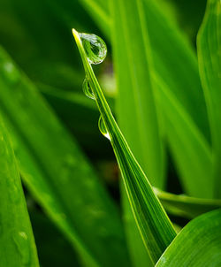 Close-up of water drops on leaf