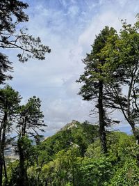 Low angle view of trees against sky
