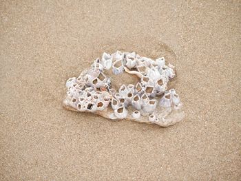 High angle view of shells on beach