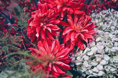 Close-up of red flowers blooming outdoors