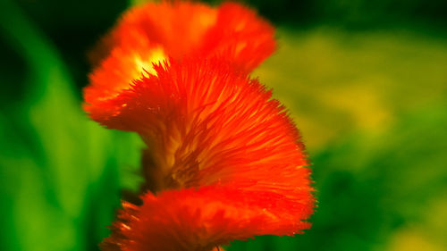 Close-up of red flower