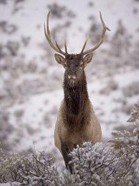 Close-up portrait of deer standing outdoors