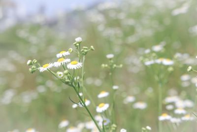 Close-up of white flowering plant