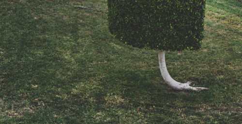 High angle view of topiary on field in park