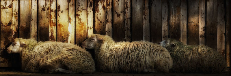 Panoramic view of sheep sleeping against wall