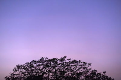 Low angle view of tree against blue sky