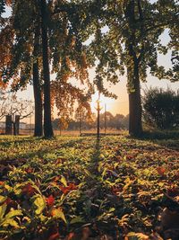 Autumn leaves on field against sky during sunset