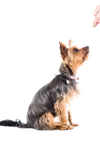 Portrait of black dog over white background