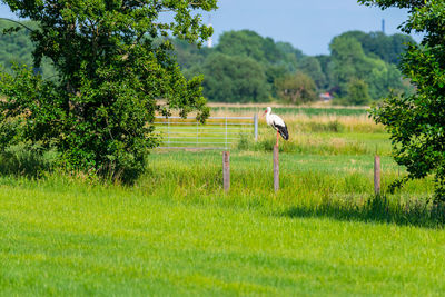 Goats on grassy field