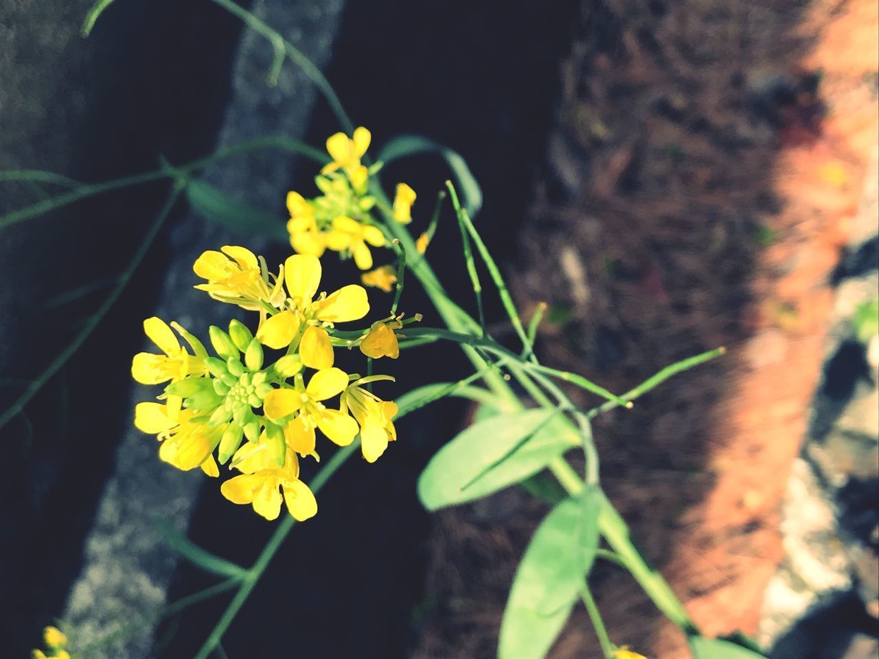 HIGH ANGLE VIEW OF YELLOW FLOWERING PLANTS