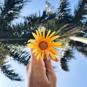 Close-up of hand holding flower against the sky