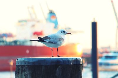 Close-up of seagull perching on wooden post