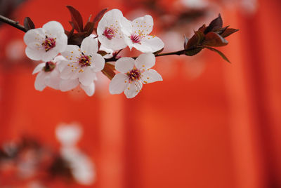 Close-up of red cherry blossom
