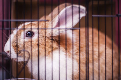 Close-up of rabbit in cage