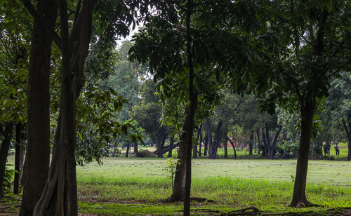 Trees in park