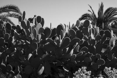 Low angle view of succulent plants on field against clear sky