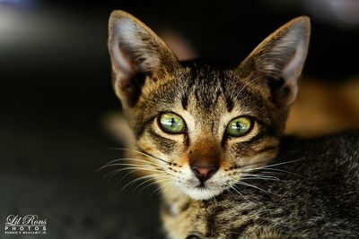 one animal