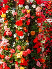 Close-up of flowers blooming outdoors