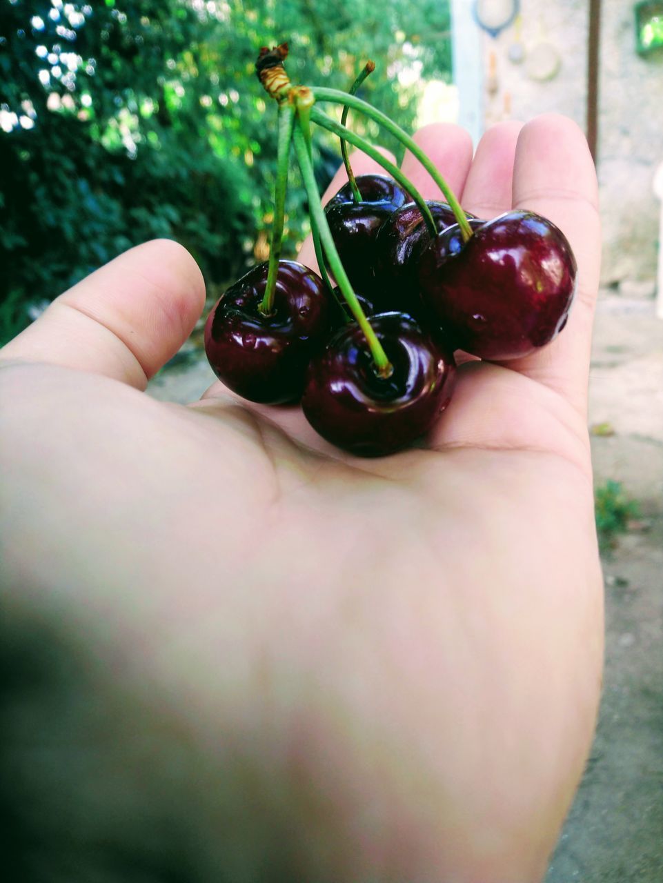 CLOSE-UP OF PERSON HAND HOLDING FRUIT