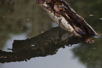 Reflection of tree on water against sky