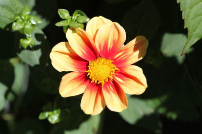 Close-up of flower against blurred background