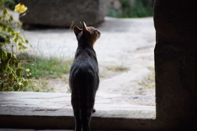 Rear view of cat standing on steps
