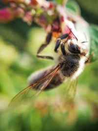 Close-up of bee pollinating on flower