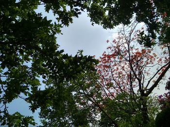 Low angle view of trees against sky