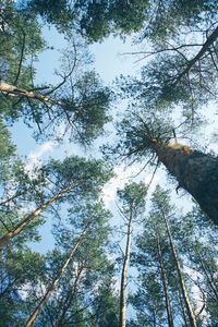 Low angle view of trees