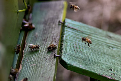 High angle view of honey bees on wood