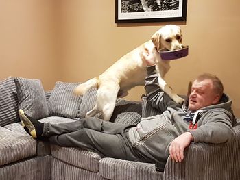 Dog on sofa at home