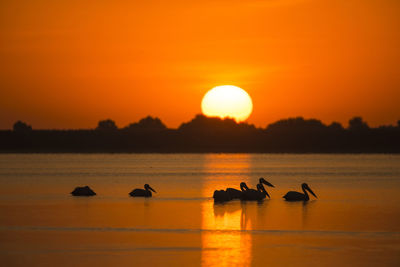 Silhouette pelicans in sea against sky during sunset