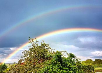 Low angle view of rainbow over trees against sky