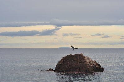 Seagull on rock in sea against sky