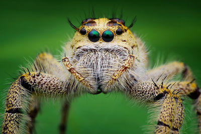 Close-up of spider