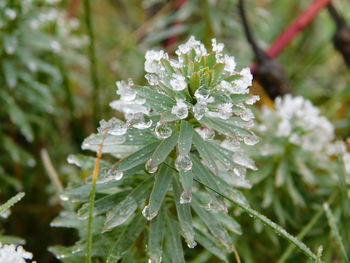 Close-up of wet plant leaves during winter