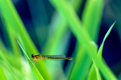 Close-up of damselfly on plant