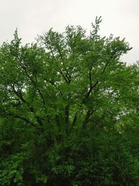 View of trees in forest