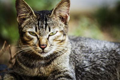 Close-up of cat