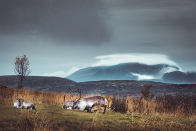 Horses in a field