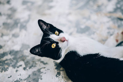 Close-up of a cat looking away