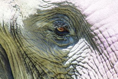 Full frame shot of elephant